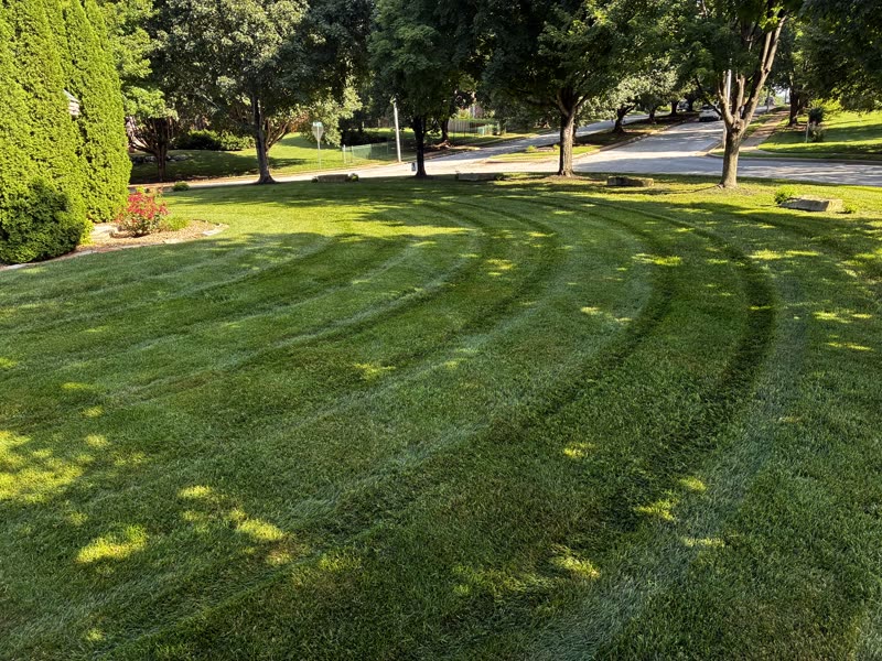 Residential corner lot with arborvitae and a red rose bed.