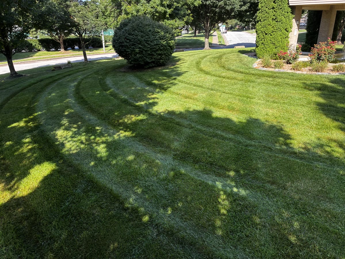 Residential yard with a round shrub, red roses, and a tall evergreen.